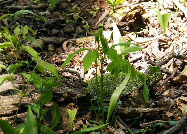 Painted Turtle - Crabtree - May, 2008