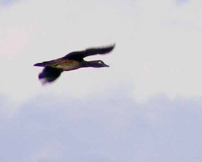 Wood Duck - Lyon's Prairie - June, 2008 Wood Duck - Lyon's Prairie - June, 2008