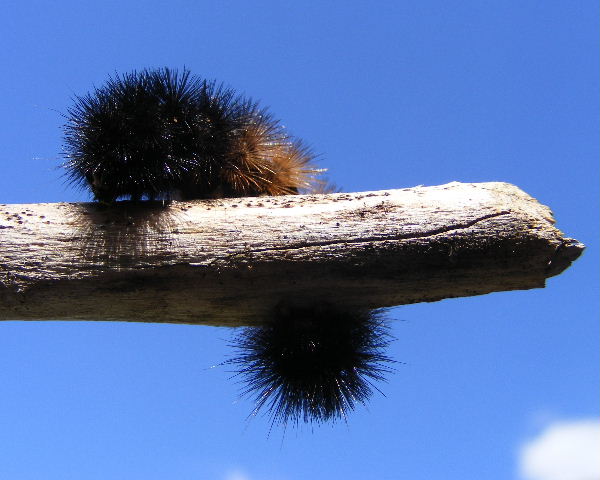 Banded Woolly Bear - my yard - August, 2008