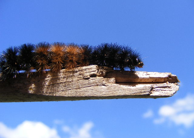 Banded Woolly Bear - my yard - August, 2008